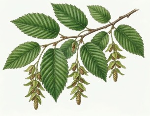 Botanický nákres